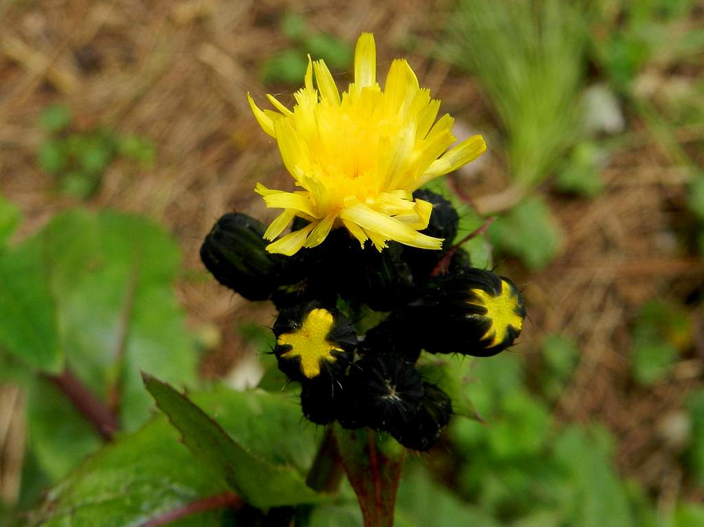Sonchus sp. ?